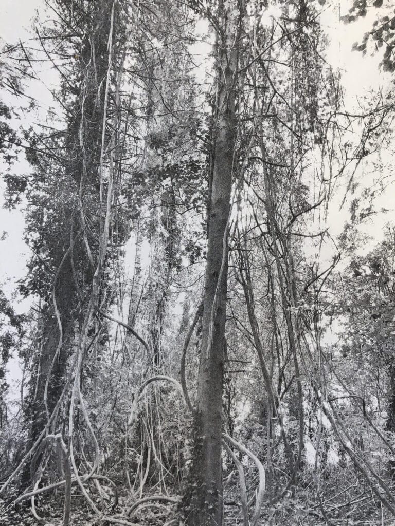 Irene Whyte, Grasshopper