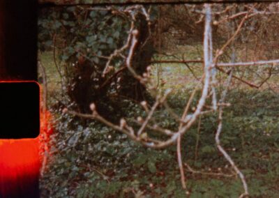 Detail of still from Super-8 video, a grassy area with tangled branches and ivy are visible.
