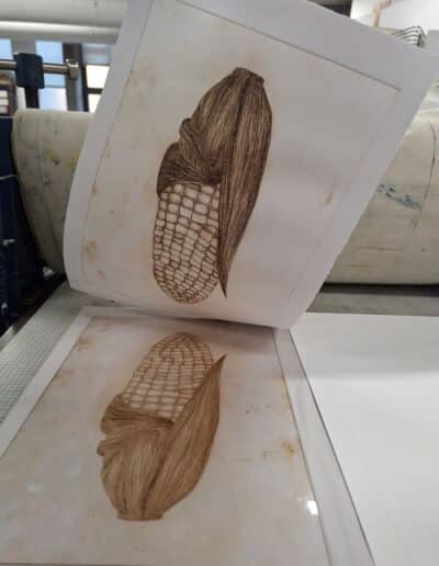 An drypoint plate with a brown coloured image of a corn cob which has been printed on an etching press. The paper is being lifted off the plate.