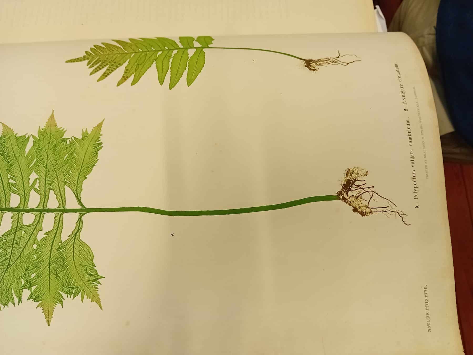 An drypoint plate with a brown coloured image of a corn cob which has been printed on an etching press. The paper is being lifted off the plate.