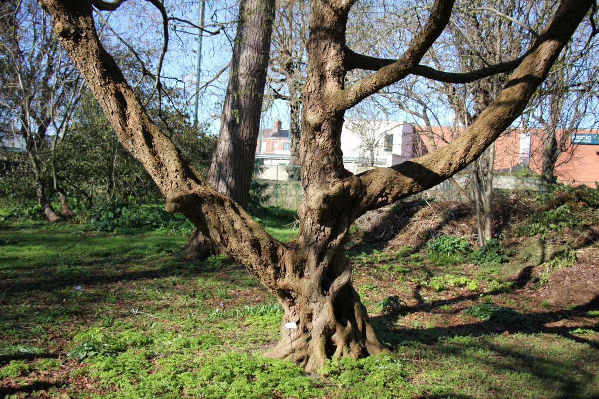 Art/Science collaboration with Trinity College Dublin 2