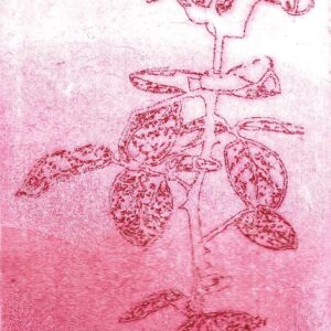 Romana Ashraf, The Tallest Rose in my Grandmother's Garden