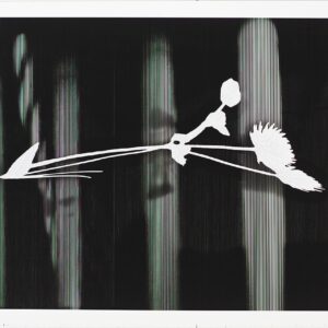 Neil Dunne - Taraxacum officinale
